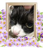 ペットの火葬(猫の火葬)