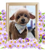 ロコちゃんの追悼写真（犬の火葬）