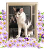 猫の火葬(ロック)