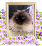 猫を火葬(ロワ)