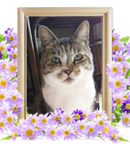 猫を火葬(ロン)