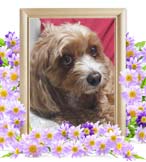 ロンちゃんの追悼写真（犬の火葬）