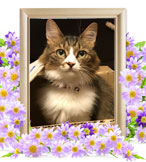 猫火葬(ヴィクトリカ)