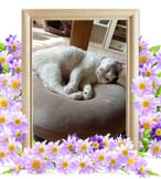 ヴィトンちゃんの追悼写真（猫の火葬）