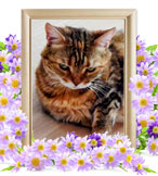 ペット火葬(ヴィヴィ)