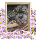 ペットの火葬(猫)