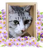 六三四ちゃんの追悼写真（猫の火葬）