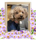 夏蓮ちゃんの追悼写真
