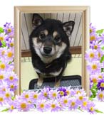 大和ちゃんの追悼写真（犬の火葬）
