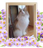 大地ちゃんの追悼写真（猫の火葬）