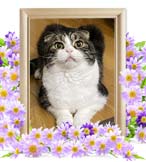 大塚ちゃんの追悼写真（猫の火葬）