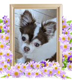 犬の火葬(大福)