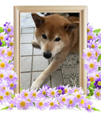 ペットの火葬(太郎)