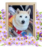 奈々ちゃんの追悼写真（犬の火葬）