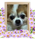 姫ちゃんの追悼写真（犬の火葬）