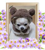 小判ちゃんの追悼写真（犬の火葬）