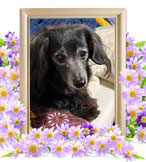 犬の火葬(小太郎)