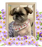 小太郎ちゃんの追悼写真（犬の火葬）