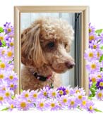 小太郎ちゃんの追悼写真（犬の火葬）