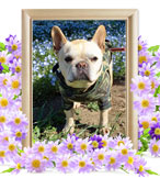 犬の火葬(小文)