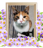 猫の火葬(小梅)