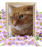 猫の火葬(平蔵)