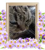 心愛ちゃんの追悼写真（猫の火葬）