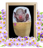 ペットの火葬(旭)