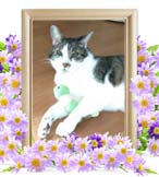 春之介ちゃんの追悼写真（猫の火葬）