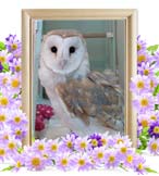 春草ちゃんの追悼写真（小動物の火葬）