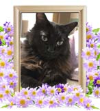 松風ちゃんの追悼写真（猫の火葬）