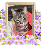 ペット火葬(武蔵)