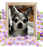 武蔵ちゃんの追悼写真（犬の火葬）