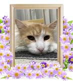 歩向ちゃんの追悼写真（猫の火葬）