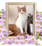 ペットの火葬(照)