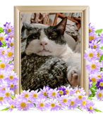 目黒ちゃんの追悼写真（猫の火葬）