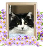 真名ちゃんの追悼写真（猫の火葬）