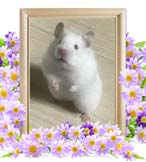 真珀ちゃんの追悼写真（小動物の火葬）