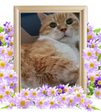 猫の火葬(茶太郎)