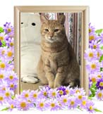 茶太郎ちゃんの追悼写真（猫の火葬）