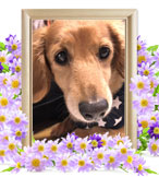 ペット火葬(華)