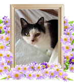 ペット火葬(華)