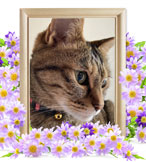 ペット火葬(猫の火葬)