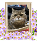 ペット火葬(華子)