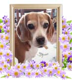 葉ちゃんの追悼写真（犬の火葬）