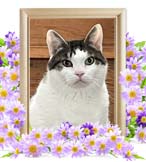 蓮ちゃんの追悼写真（猫の火葬）