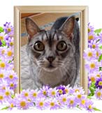 蘭ちゃんの追悼写真（猫の火葬）