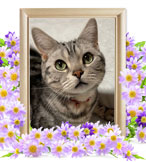 猫の火葬(蘭丸)