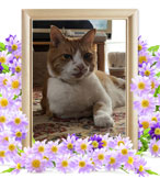 虎太郎ちゃんの追悼写真（猫の火葬）