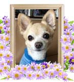 虎次郎ちゃんの追悼写真（犬の火葬）